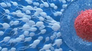 ovociti-spermatozoi-.jpg